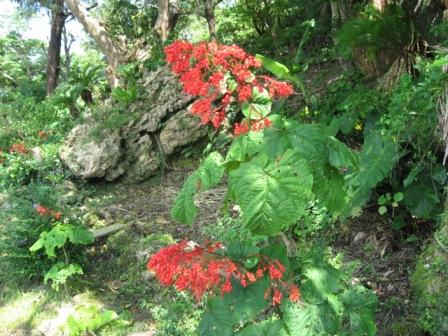 グスクに初夏の花々が咲きました